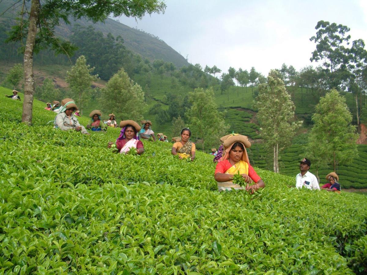 Mistica Munnar Daire Anachal Dış mekan fotoğraf