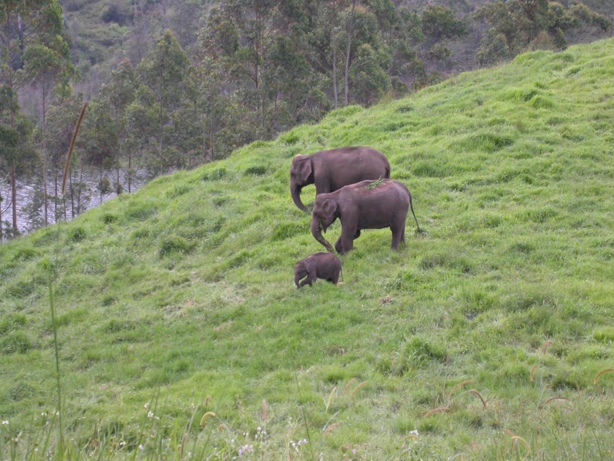 Mistica Munnar Daire Anachal Dış mekan fotoğraf