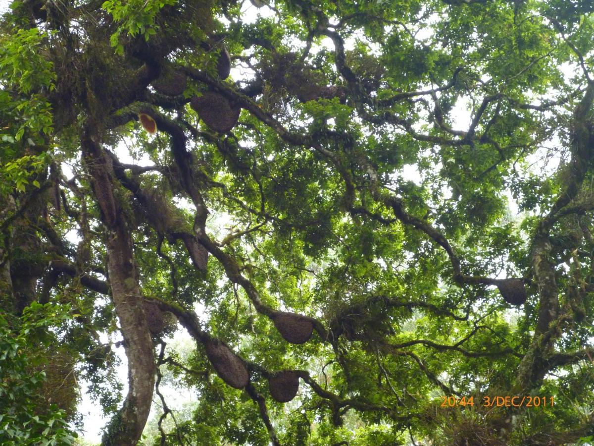 Mistica Munnar Daire Anachal Dış mekan fotoğraf