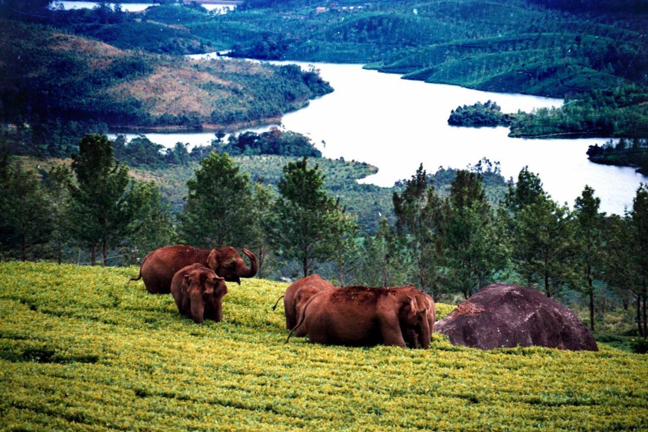 Mistica Munnar Daire Anachal Dış mekan fotoğraf