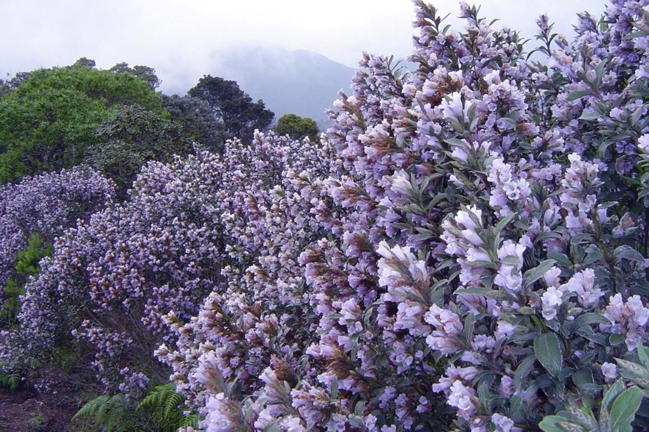 Mistica Munnar Daire Anachal Dış mekan fotoğraf