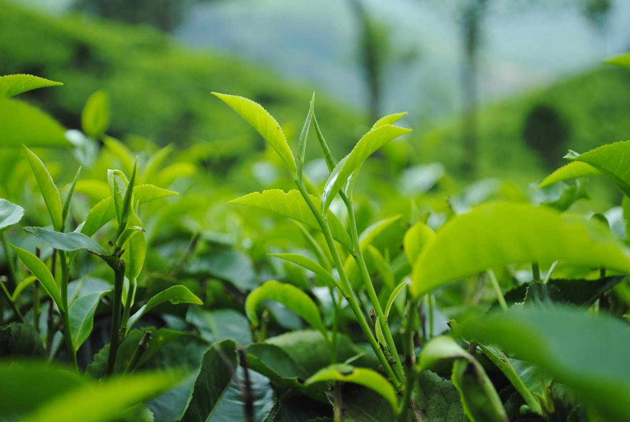 Mistica Munnar Daire Anachal Dış mekan fotoğraf